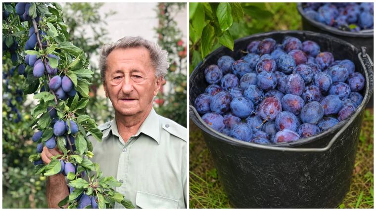 Slivovica vás nezachráni, smial sa Ivan Hričovský. Dve odrody sliviek považoval za hotový poklad
