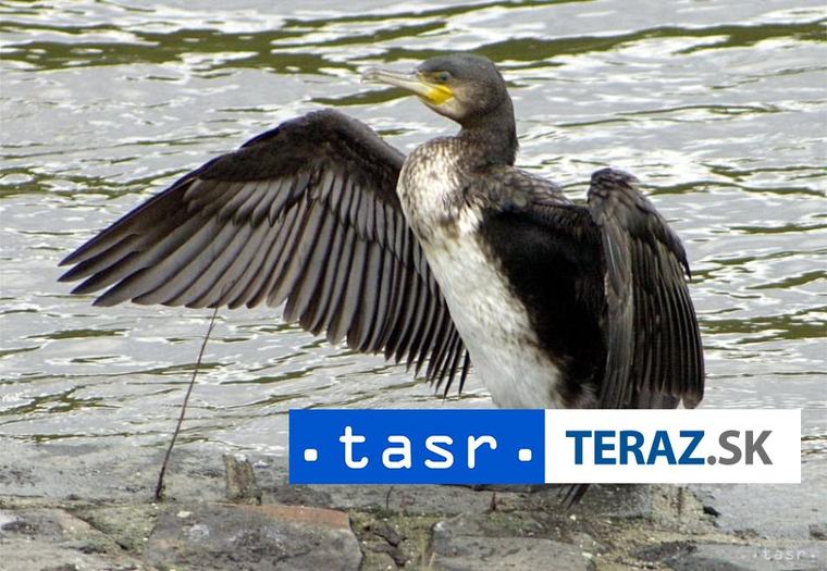 Od 1. septembra môžu poľovníci opäť loviť kormorána veľkého