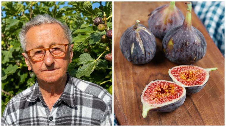 Figy zo slovenských záhrad ukrývajú tajomstvo. Profesor Hričovský radil, na čo si dať pozor