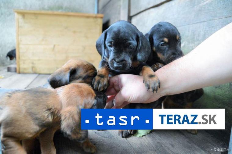 DRASTICKÝ ČIN NA VÝCHODE: Žena ubila na smrť štyri šteniatka