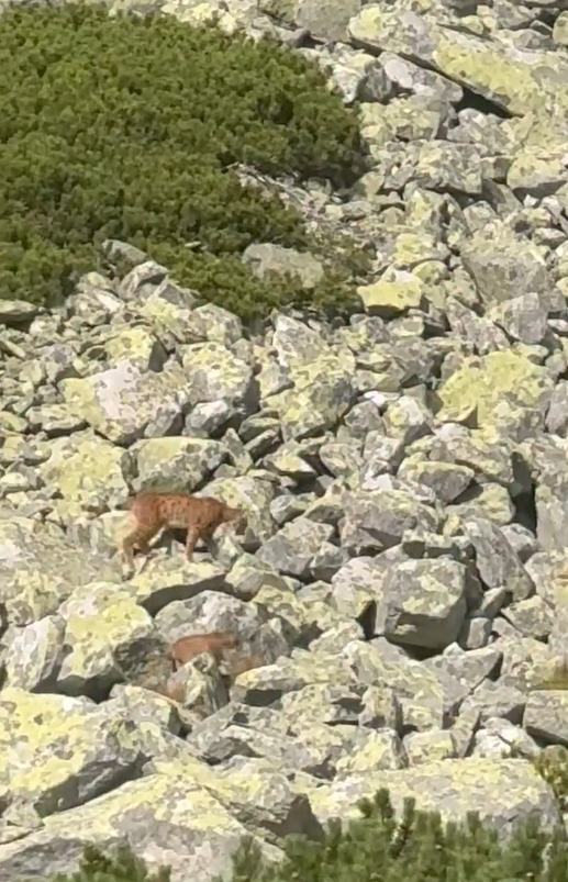 VIDEO Turistov v Tatrách čakal hotový UNIKÁT: Zachytili niečo, čo sa podarí raz za život!