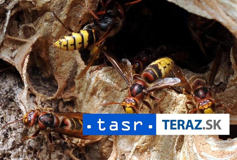ÚTOK SRŠŇA PRI DRIETOME: Muž skončil v bezvedomí